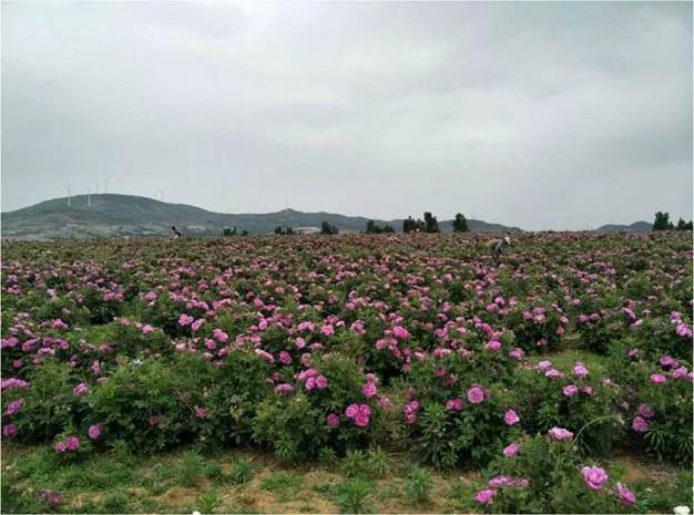 说明: https://cy.ncss.org.cn/picture?path=information/ueditor/36081525414875.jpg&name=5.jpg