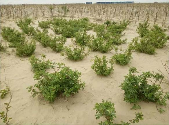 说明: https://cy.ncss.org.cn/picture?path=information/ueditor/41571525414876.jpg&name=6.jpg